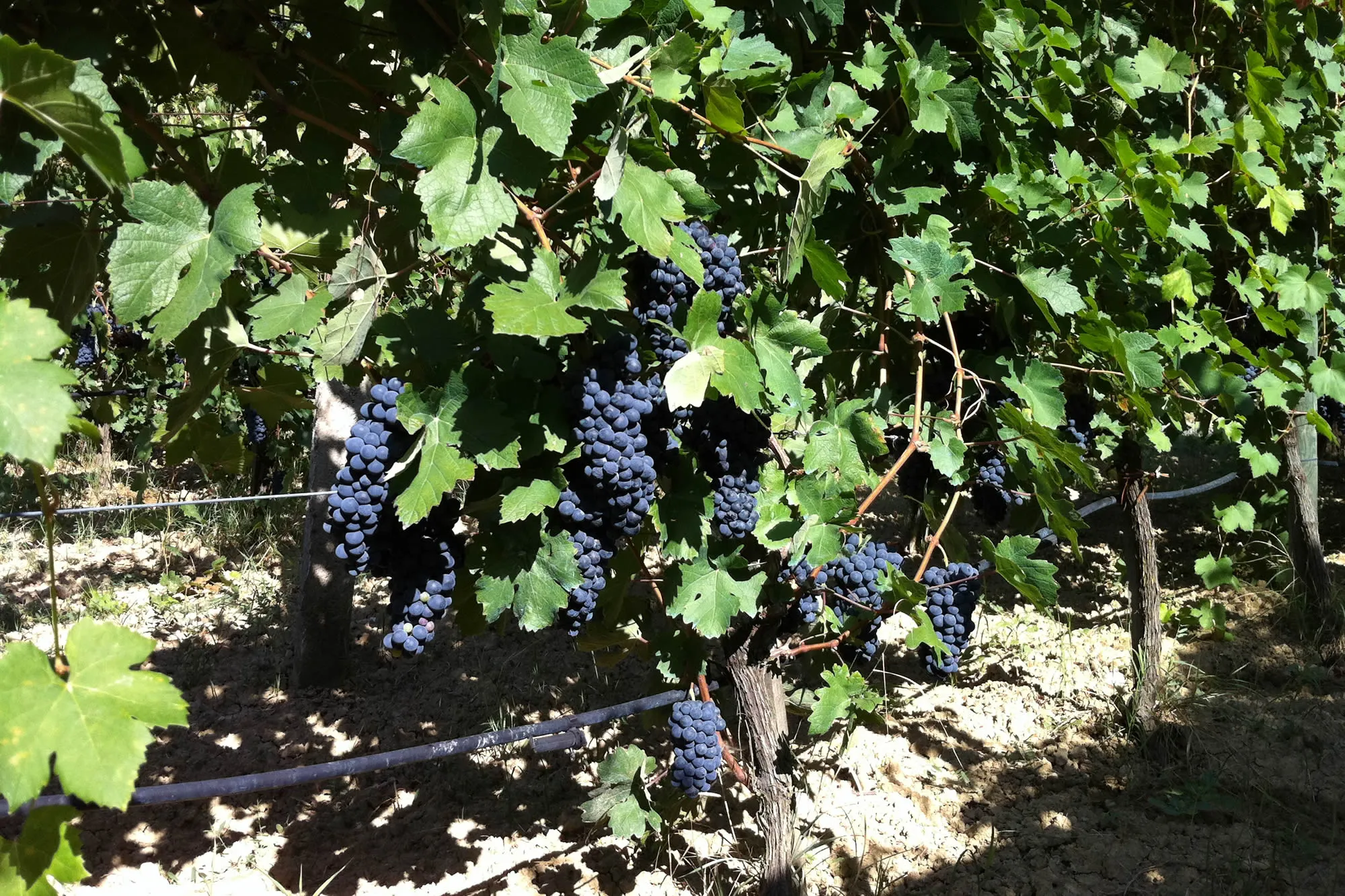 Grappoli d'uva sulla vite in un vigneto della collina di Petignanetto