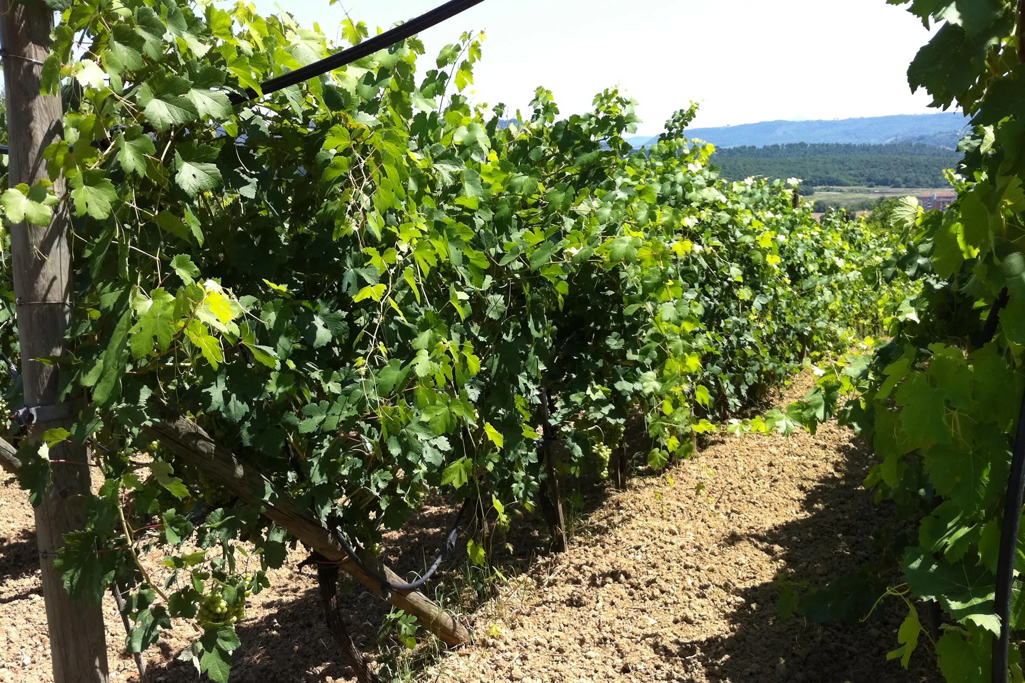 Vigneti di Scapigliati Vini a Orte