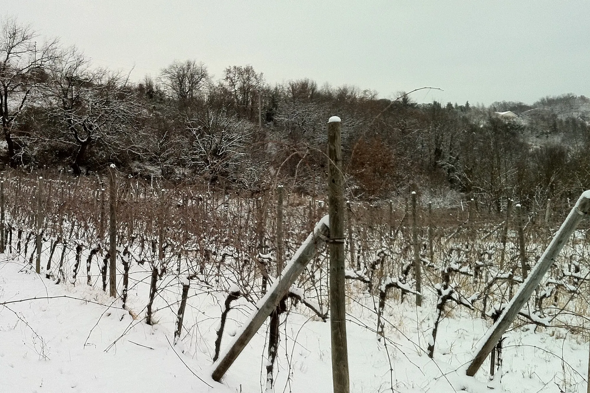 Il vigneto di Petignanetto sotto la neve, in riposo invernale